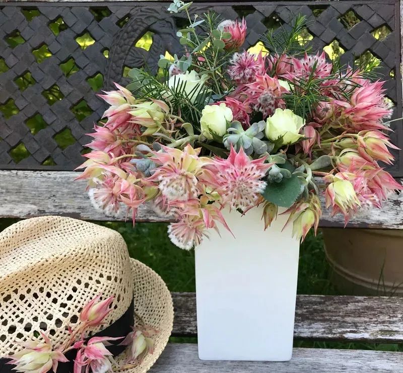 南非新娘花季节,南非的新娘花