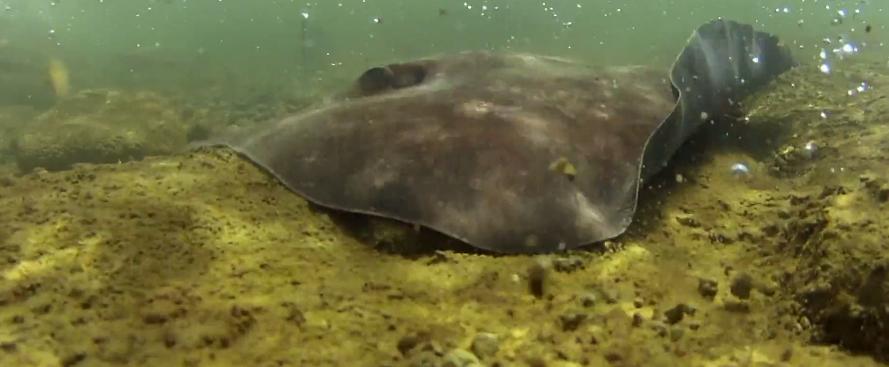 打捞巨型魟鱼,巨大魟鱼