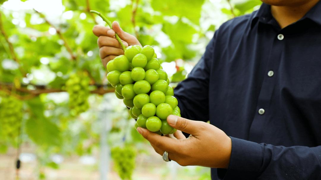 日本葡萄价格多少一斤,日本葡萄八块钱一个