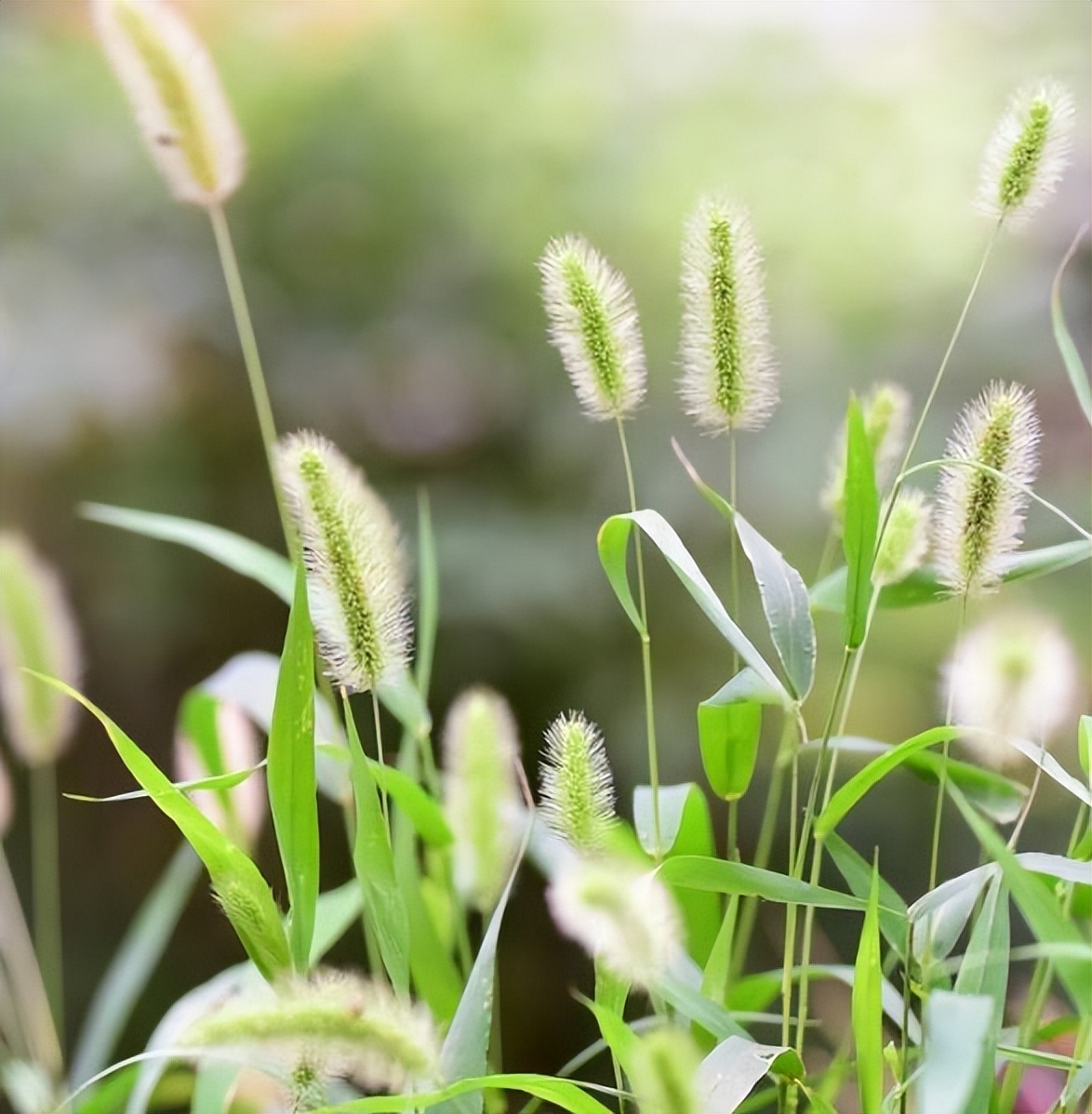 狗尾巴草哪部分可煮水喝,狗尾巴草煮水喝的功效及传说