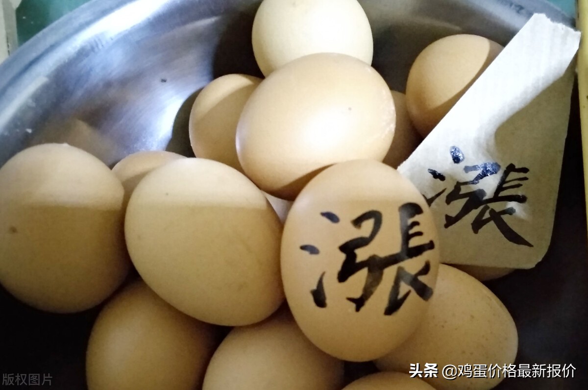 3月14日早间河北鸡蛋价格行情,今日鸡蛋价格河北鸡蛋还涨吗