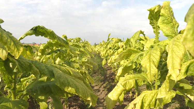 烟叶回潮,烟叶快速回潮