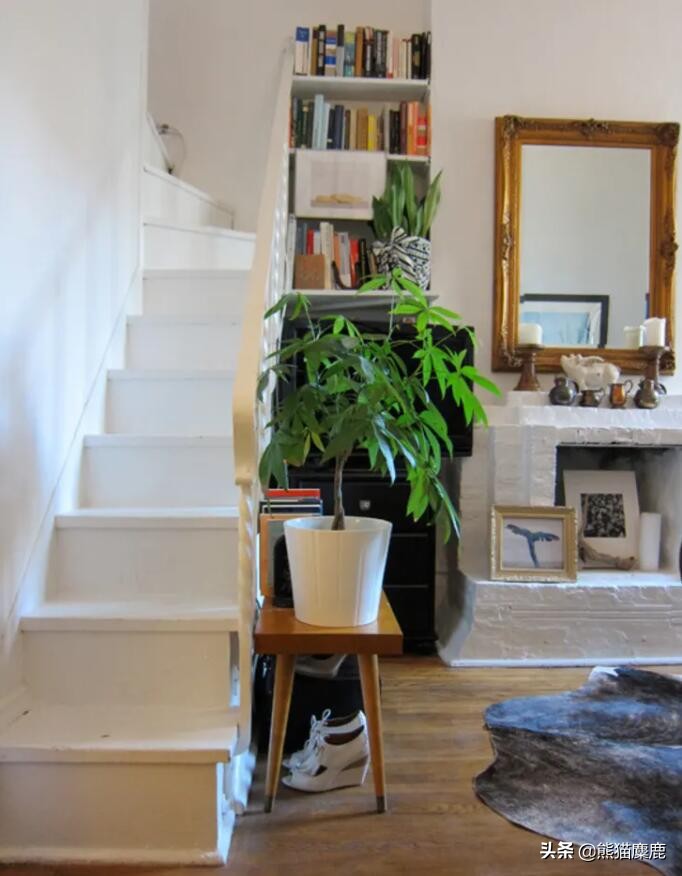 摇钱树怎么浇水才能多发芽,植物摇钱树怎么养图片