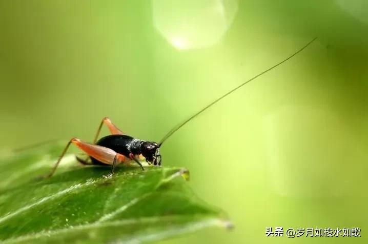 时间的小溪,时间的河流轻音乐
