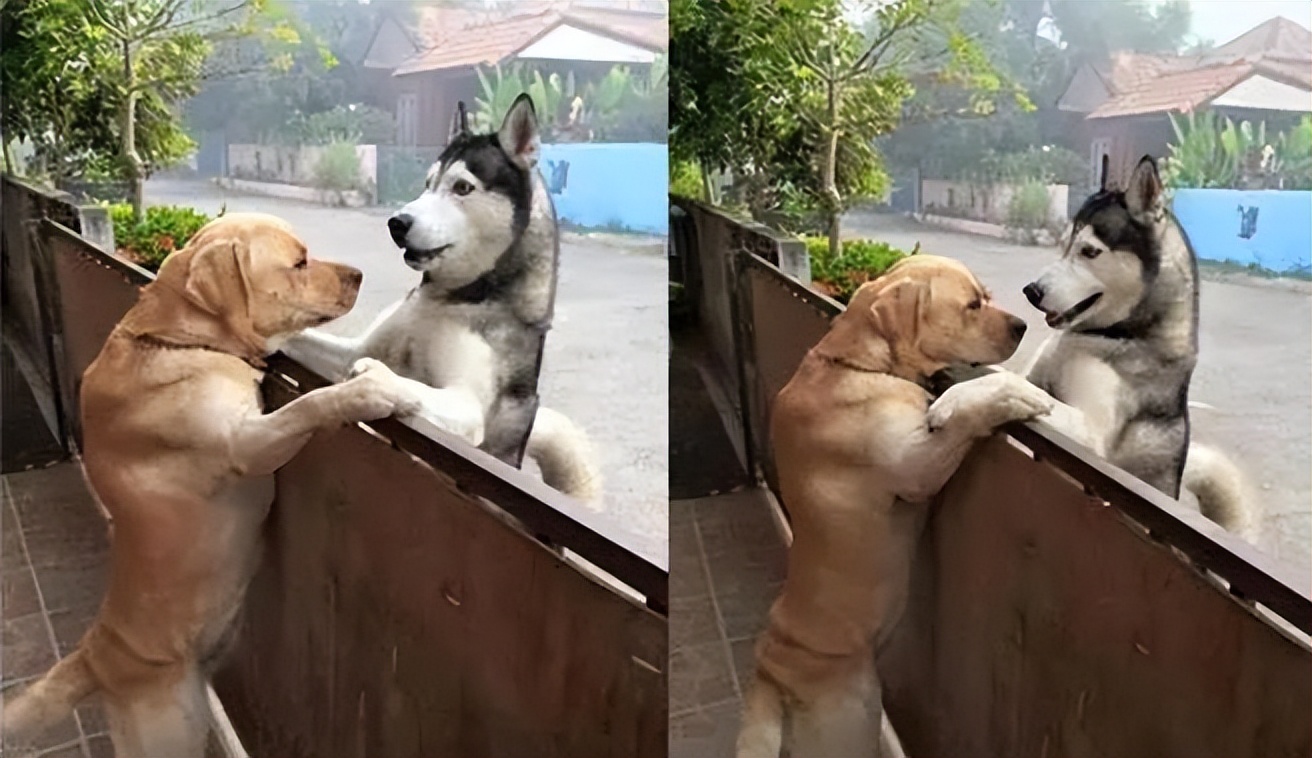 狗狗分离焦虑太严重,狗狗分离焦虑一不在家就拆家