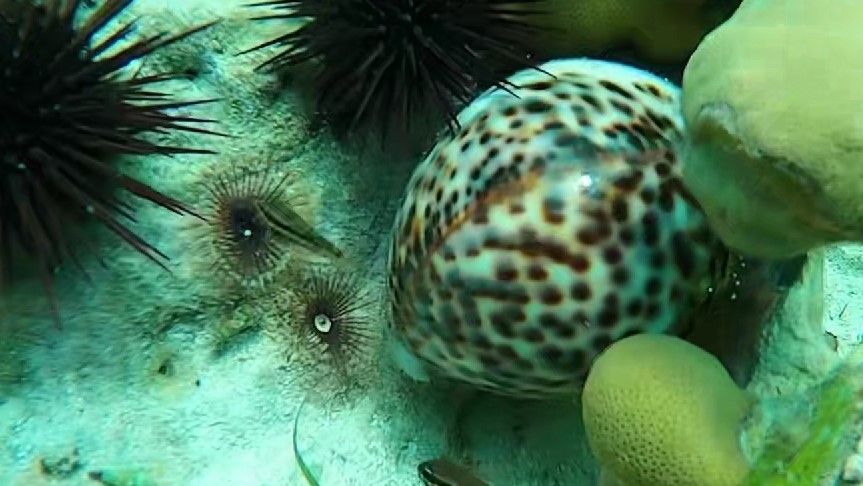 海南海鲜贝类有哪些,海南海鲜贝类