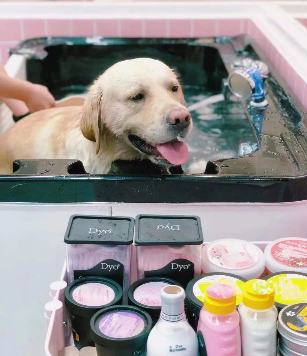 入驻门店近20000家，年增长超50%，Dyo用精致SPA“愉悦”万千宠物