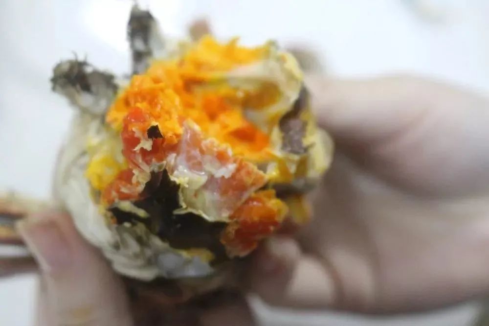 湖蟹和塘蟹测评,阳澄湖塘蟹和湖蟹哪个好