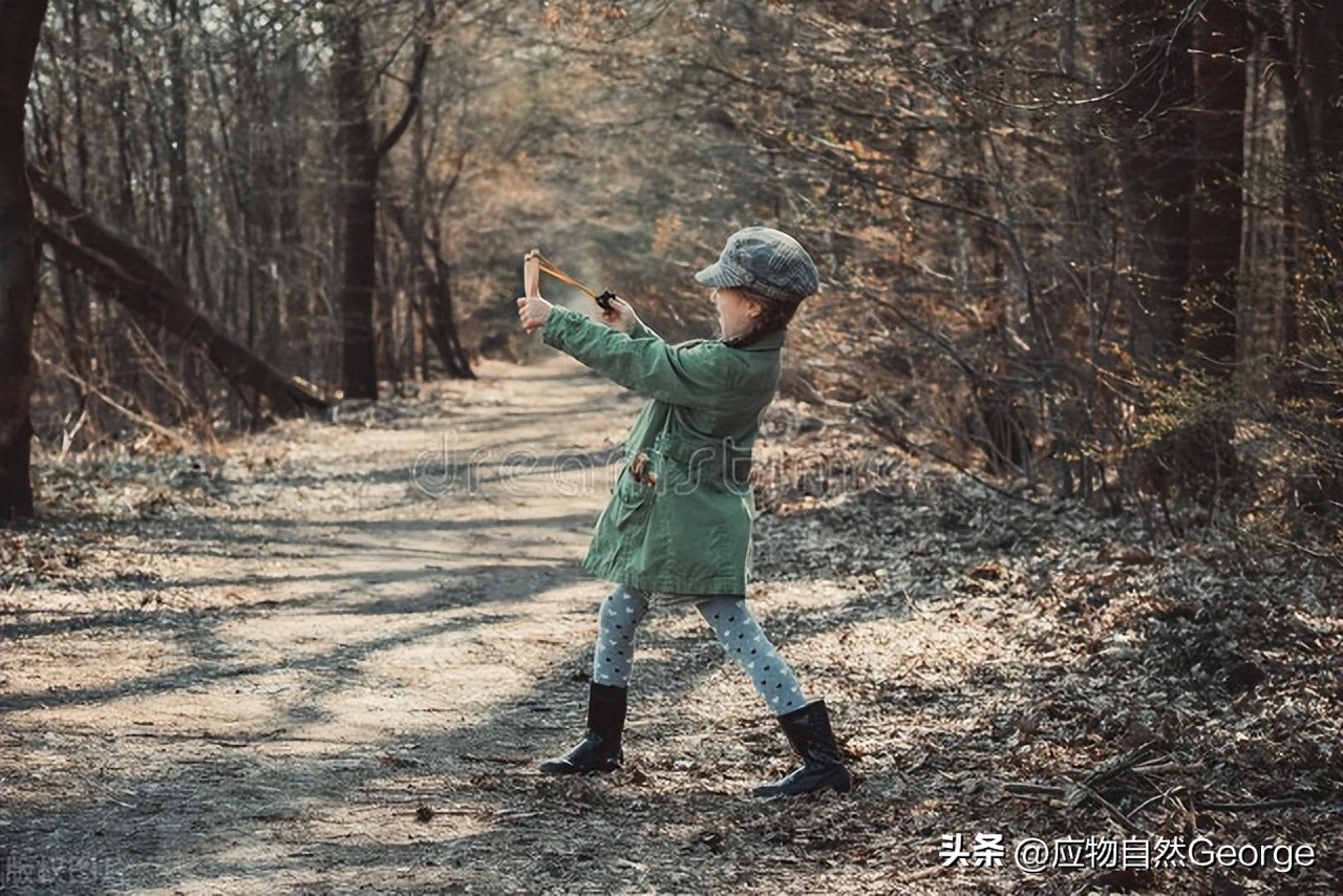 打鸟违法吗,打鸟是不是犯法了