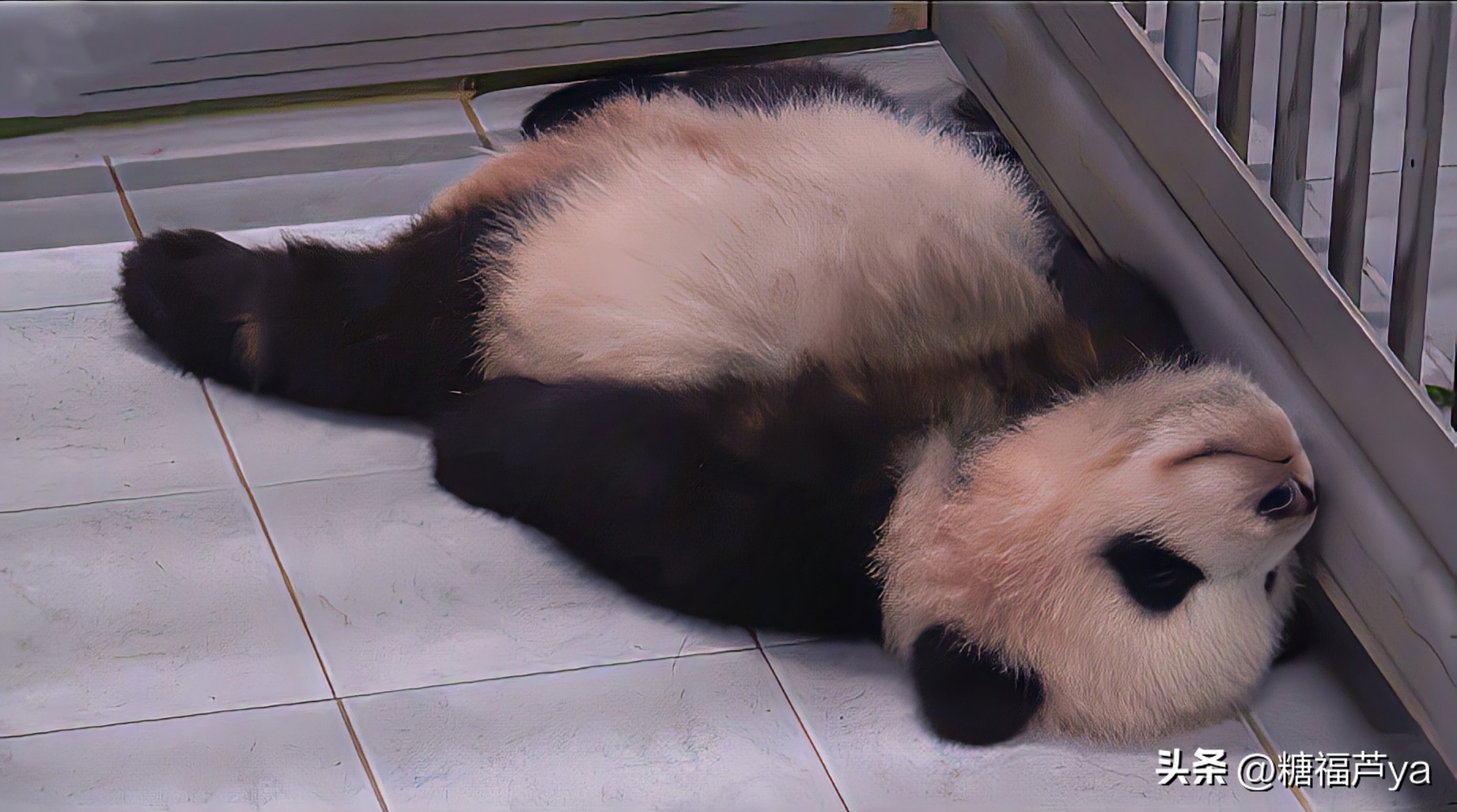 那些证明福宝是人的证据——毛皮大衣下是个小人精