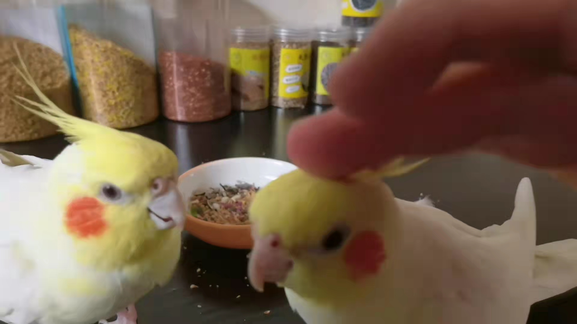 虎皮鹦鹉和玄凤鹦鹉哪个好养,玄凤鹦鹉能不能关在笼子里养