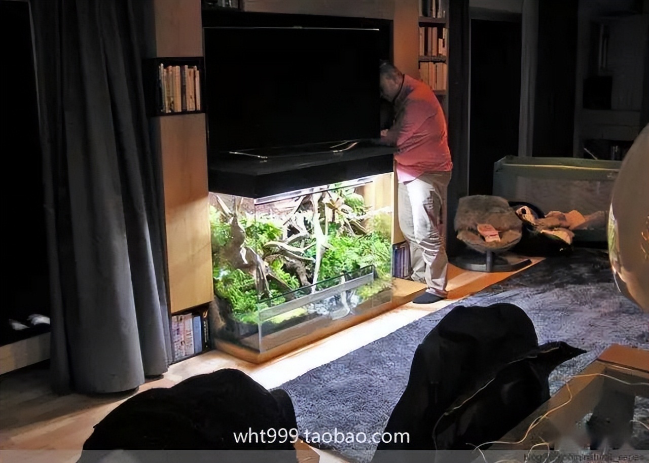 雨林缸超小,雨林缸电视柜