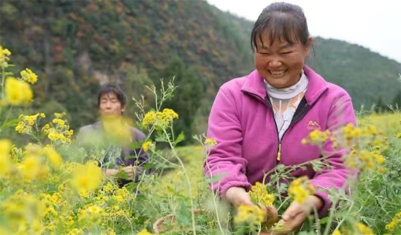 菊花助农增收技术,精品农业助农增收
