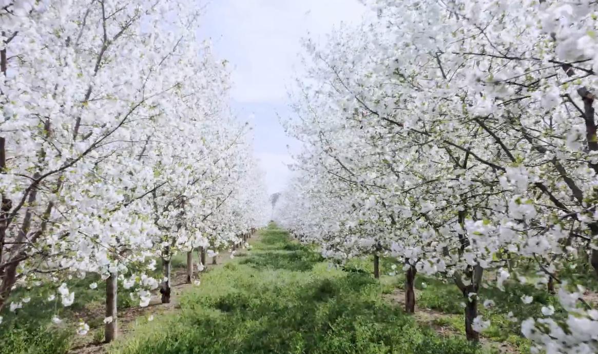 日本樱花季关西赏樱地攻略,关西赏樱旅游攻略