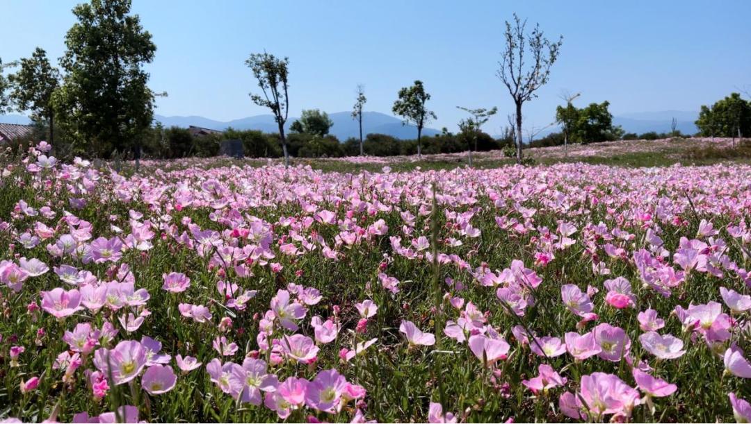 西昌五一旅游攻略学生,五一假期好去处推荐西昌