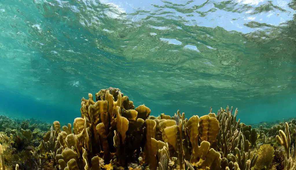 史钧《进击的病毒》|地球上如果没有病毒，人类会更好吗？