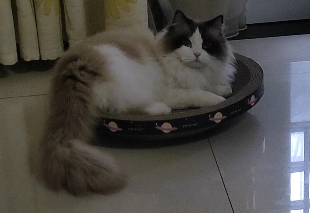 你知道兔子吃西瓜吗,你知道小兔兔吃的是什么吗