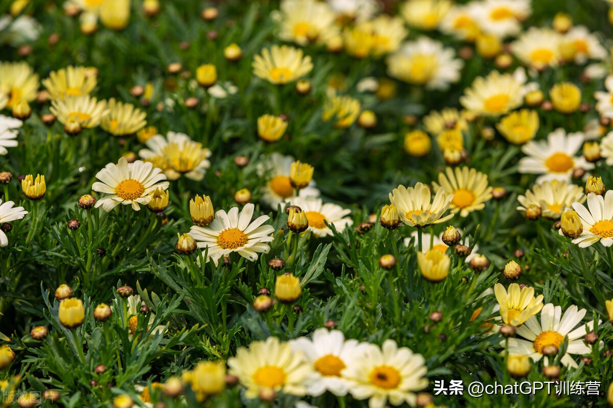 各类花种花语,情人节花语大全给女朋友送花必看