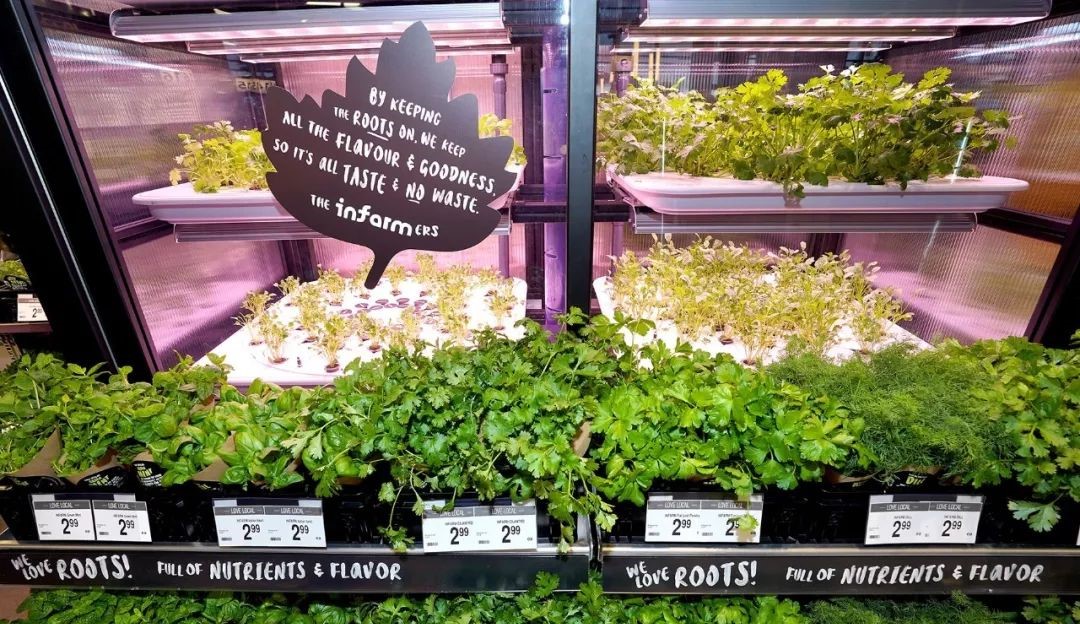 德国蔬菜卖超市,日本垂直农场种菜