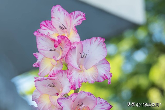 剑兰花最美图片,剑兰花的摄影图片