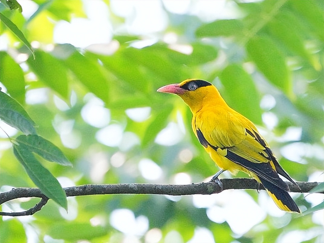 笠翁对韵上卷声律启蒙诵读,声律启蒙上卷·十五删