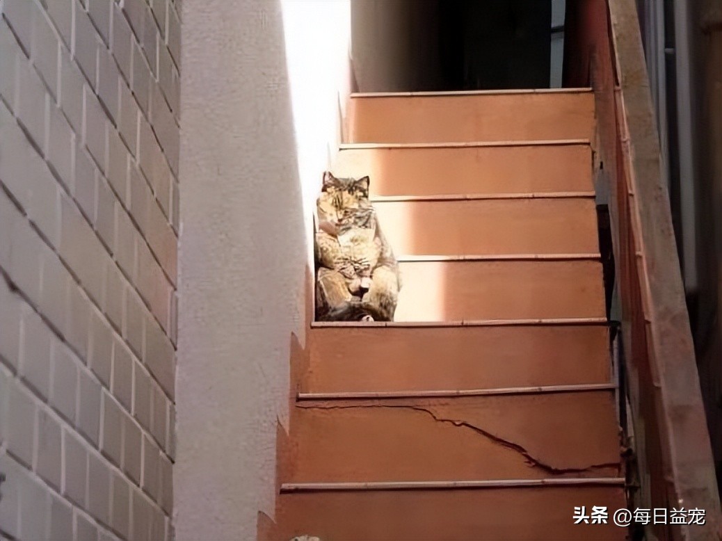 带猫出去晒太阳它为什么发抖,中午带上猫玩耍