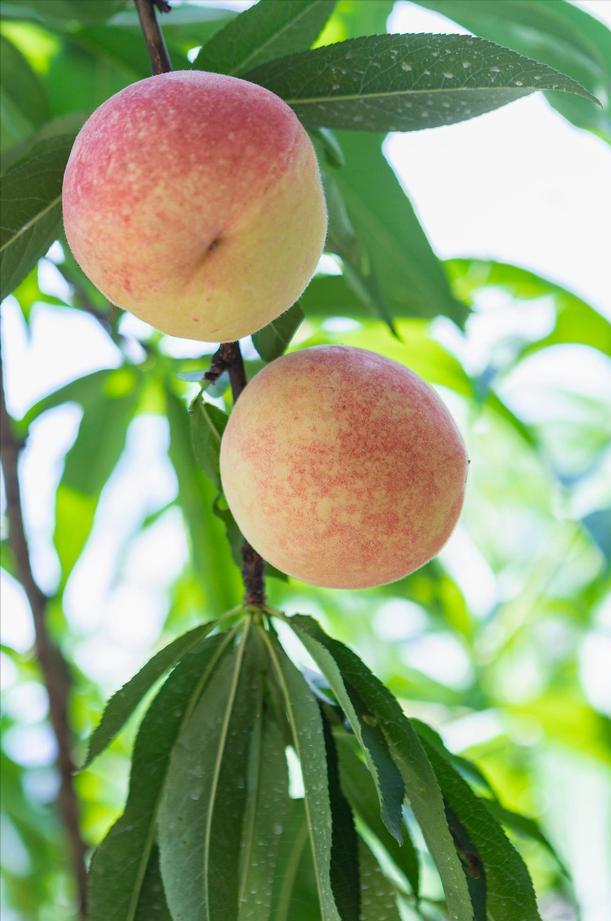 建议中老年人伏天吃5种碱性食材,三伏天一定要吃的4种水果