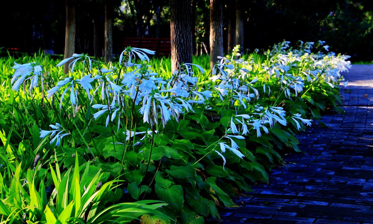 室外冻不死的十种花草,零下30度冻不死的露台植物