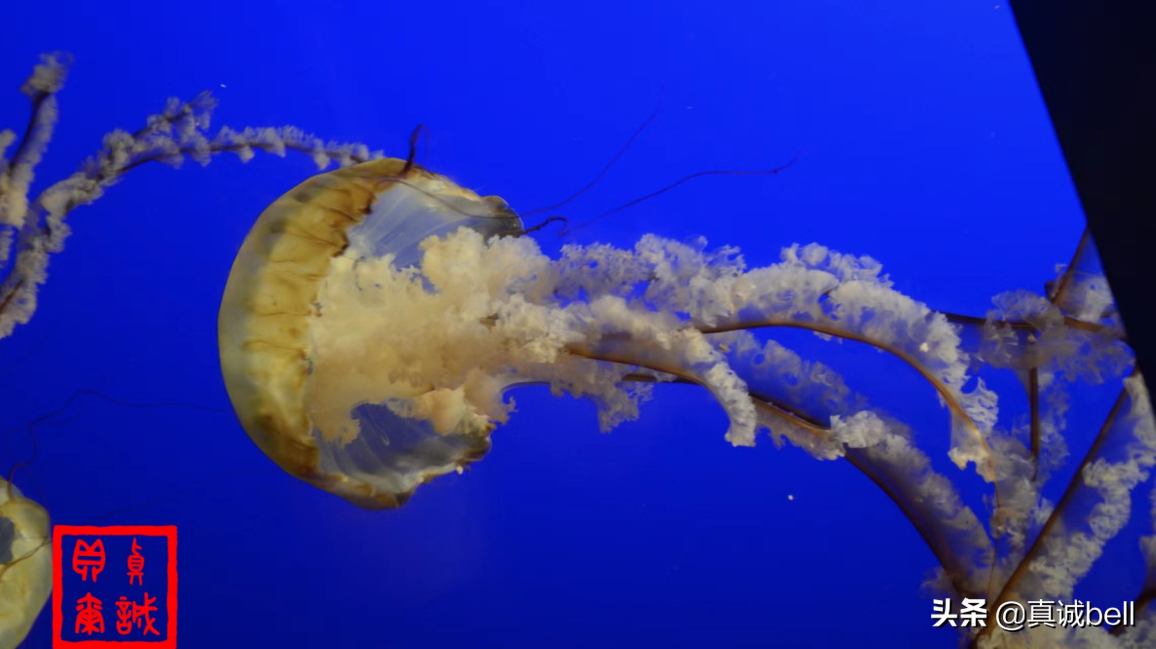 聪明的水生物,聪明的水母