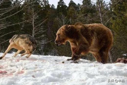 熊冬眠被挖出来,熊冬眠后被人吵醒了还会继续睡吗