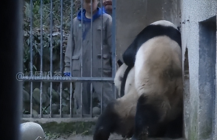 熊猫母子分开后再次相见,熊猫至死不渝的爱情