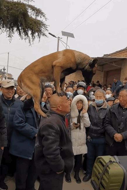 陕西民间绝活，狗踩人头！大爷和马犬的配合太绝了！