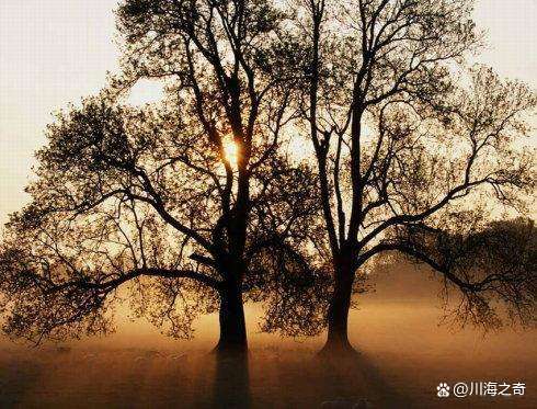 三观最正的爱情书单,致橡树否定三种庸俗的爱情观