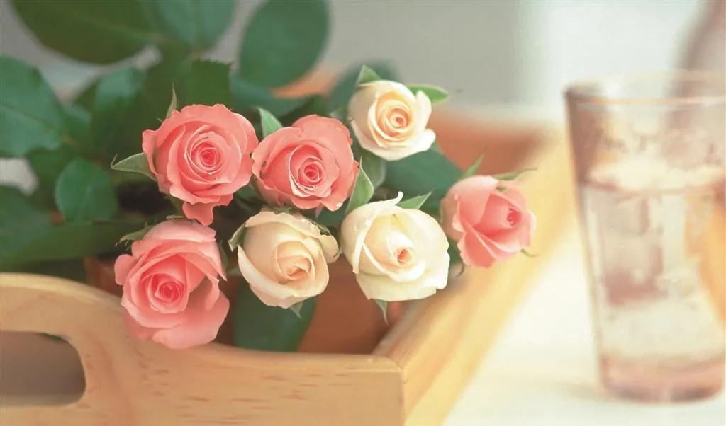 玫瑰花ins高级质感背景图,玫瑰花背景图高清图