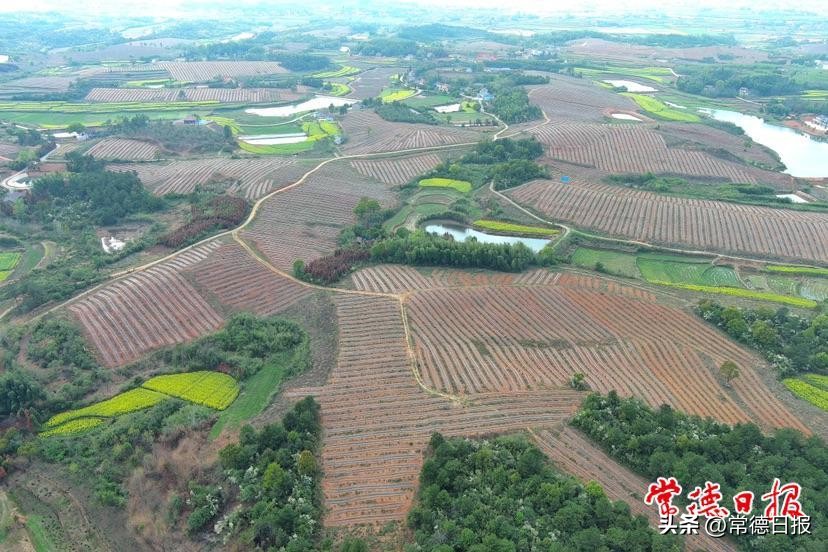 【创新突破产业突围】筑好“黄金巢”引得“金凤凰”4860万元产业园项目落地临澧县桂花村