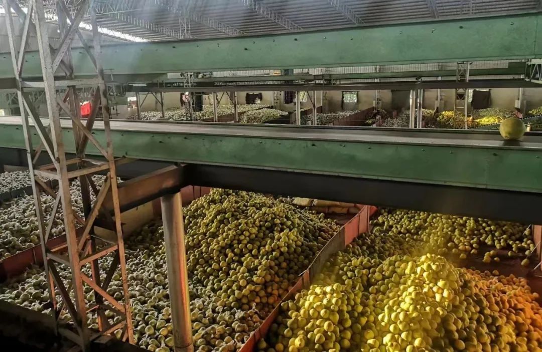 我，广东梅州人，大学毕业返乡帮父母卖水果，5年年销量200万斤