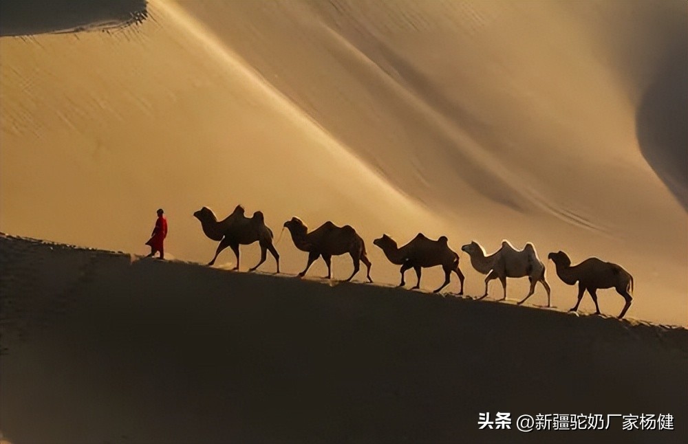 骆驼一般都在哪里出现,骆驼在哪里才有