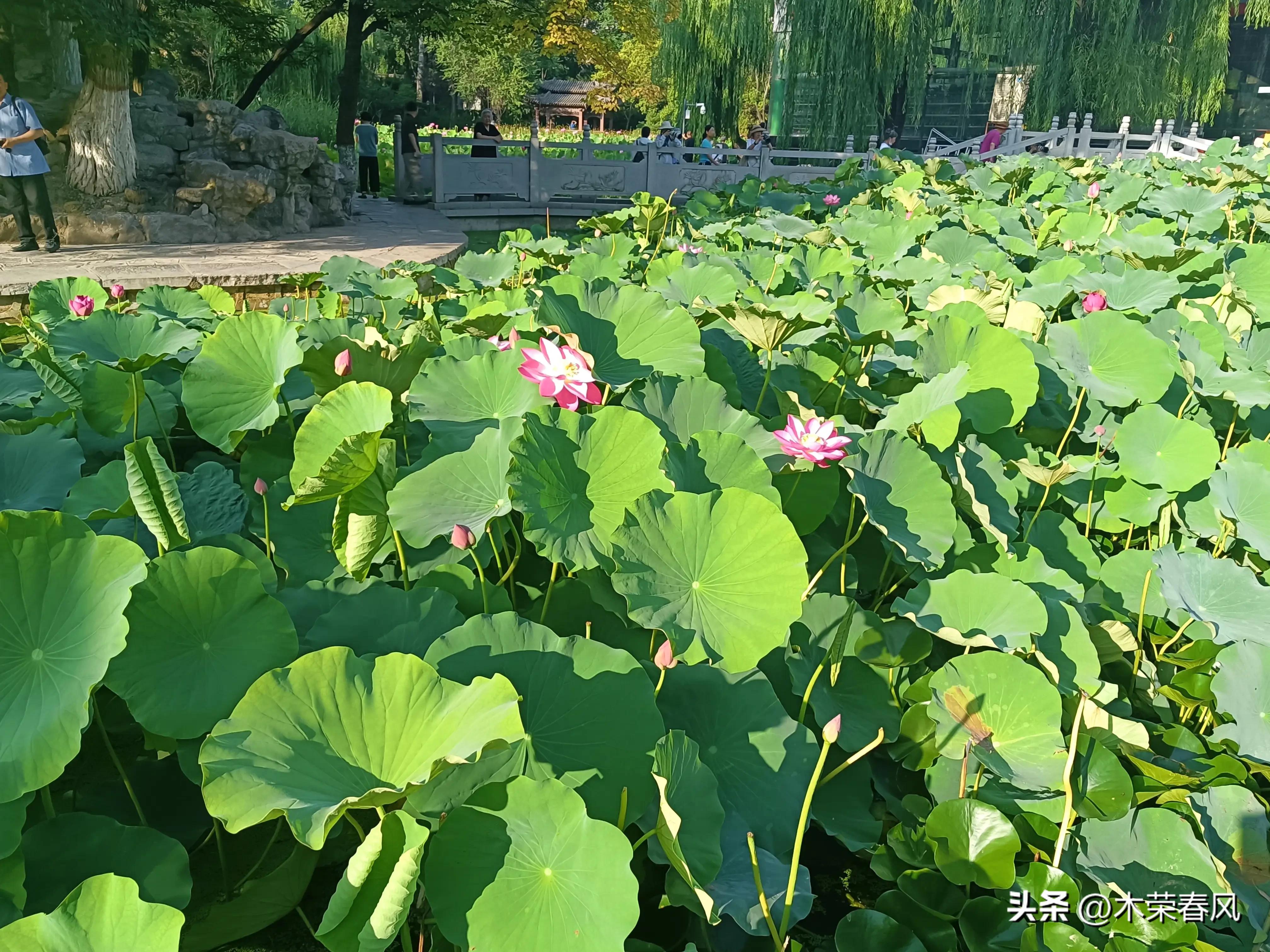 莲湖公园看荷花几点合适,莲湖公园荷花怎么走