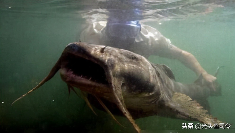 钓鱼钓到保护鱼种放了违法吗,钓鱼犯法的鱼类有哪些种类