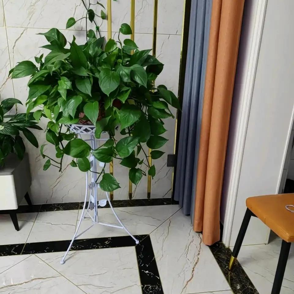 什么花净化空气除甲醛最好,什么花除甲醛效果最好最好养