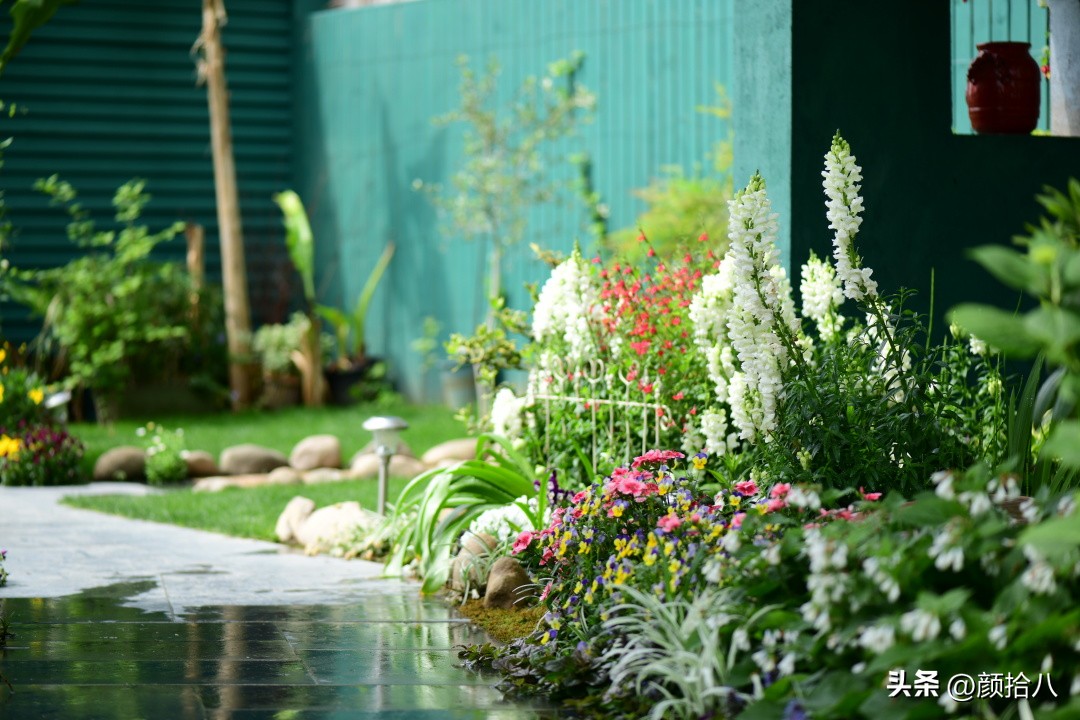 冬天开花的室外花卉盆栽,温室盆栽观花花卉植物