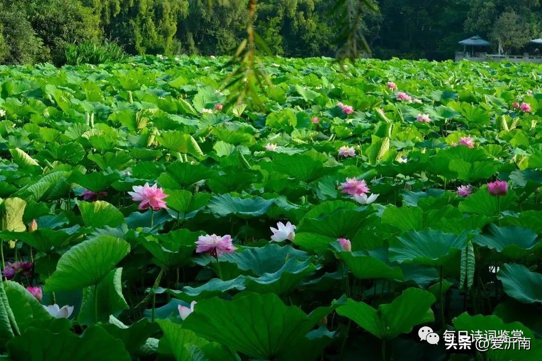 杨万里最著名的5首诗配图,杨万里最富有哲理的一首诗