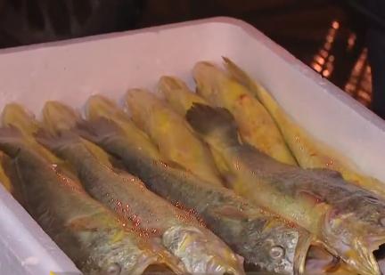 浙江人养南美对虾赚钱,浙江男人养甲鱼