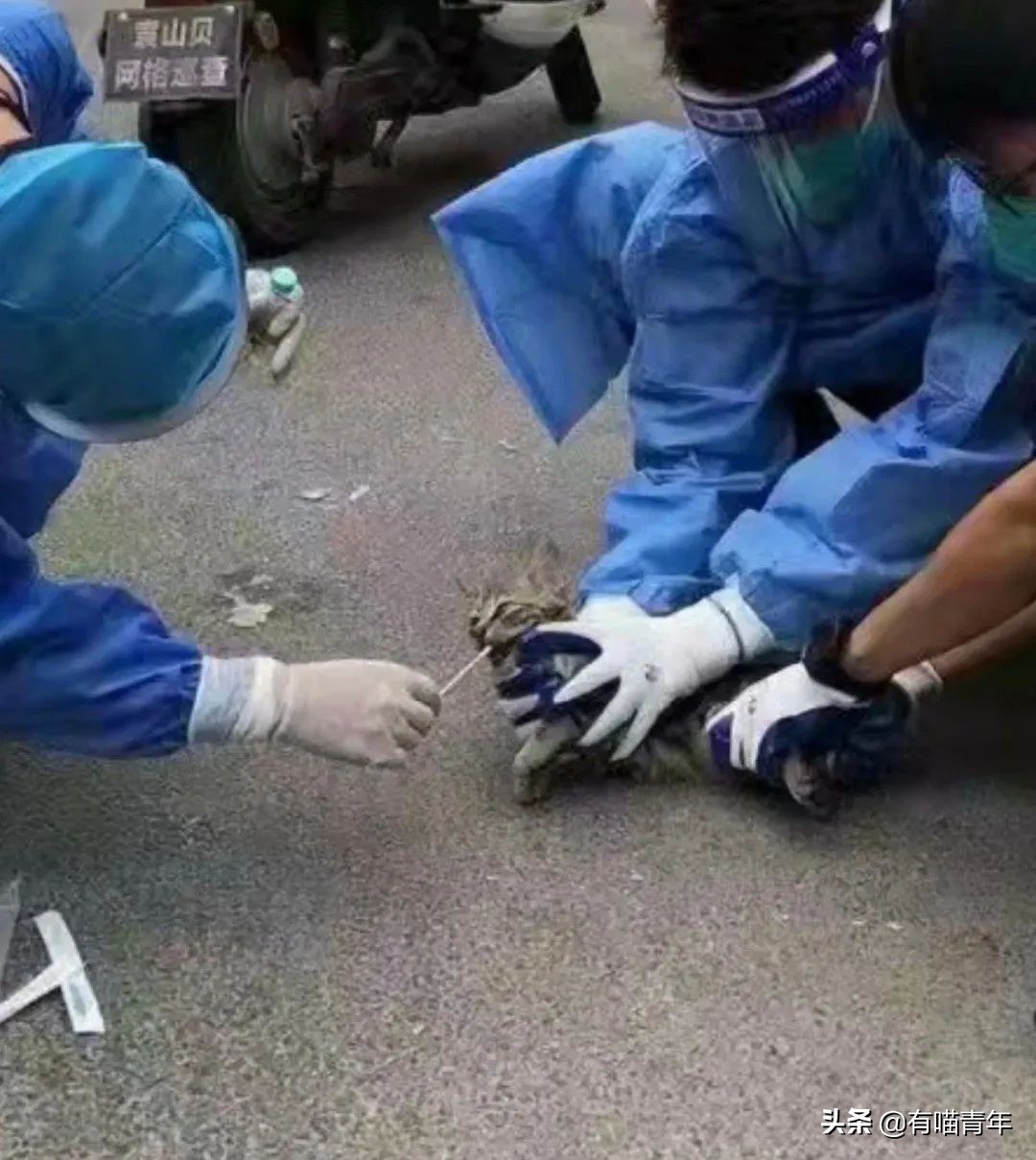 猫做核酸了么,猫核酸检测有必要做吗