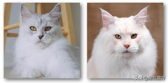 缅因库恩猫银虎斑,缅因猫浅银虎斑