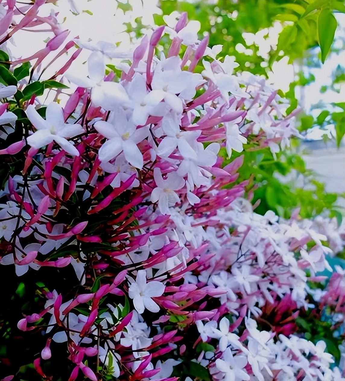 香花庭院,庭院香花