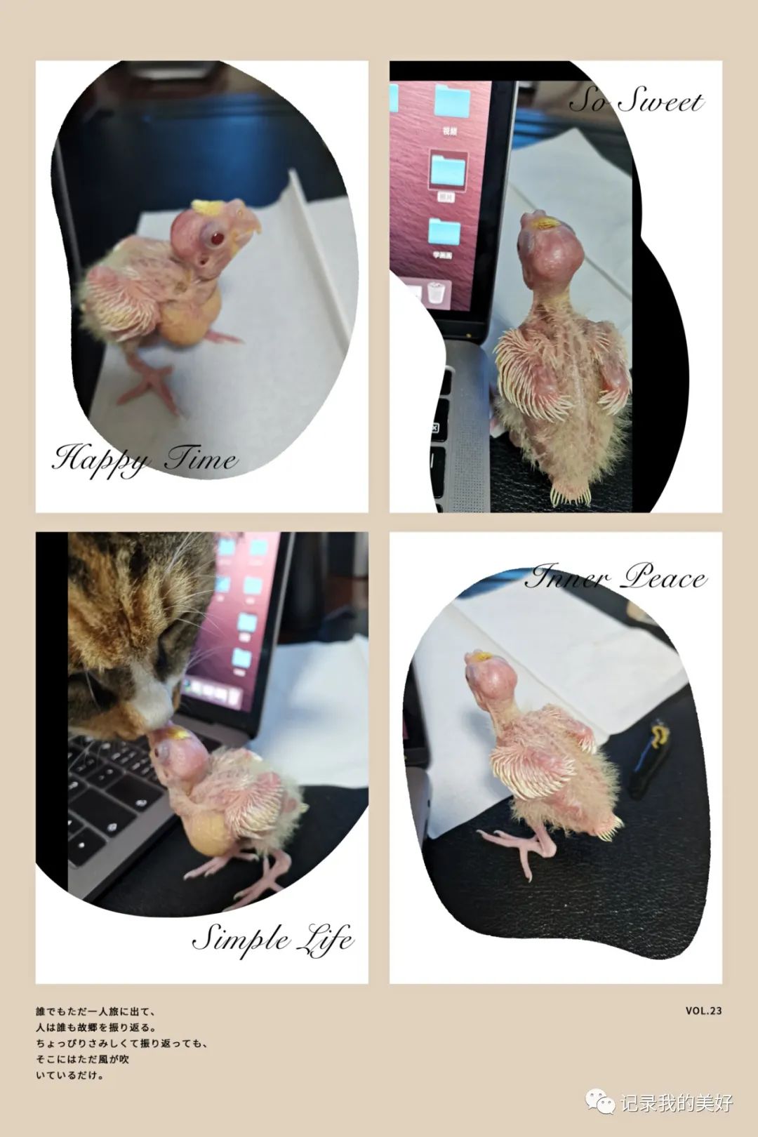 玄凤鹦鹉多少一对,玄凤鹦鹉养成记5