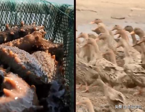 男子50元买海鲜发现是海洋活化石,一男子花10万买海参后续