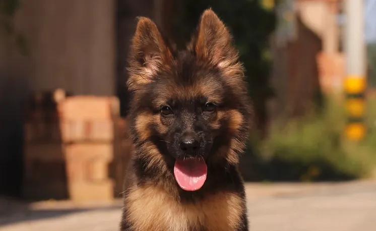 德国牧羊犬怀孕43天吃什么,德国牧羊犬幼崽怎么喂养