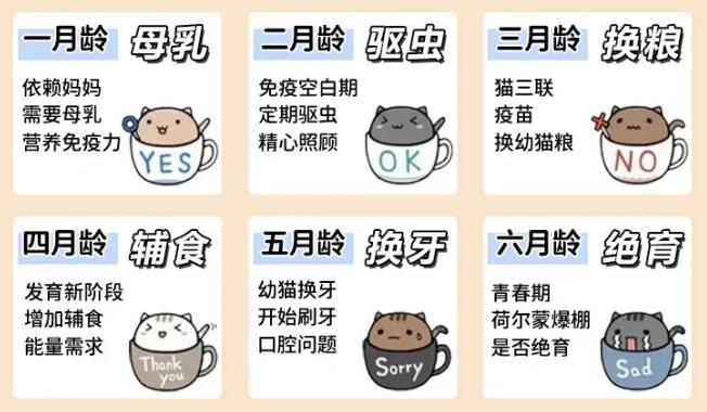 翻脸不认猫,成年母猫和公猫会打架吗